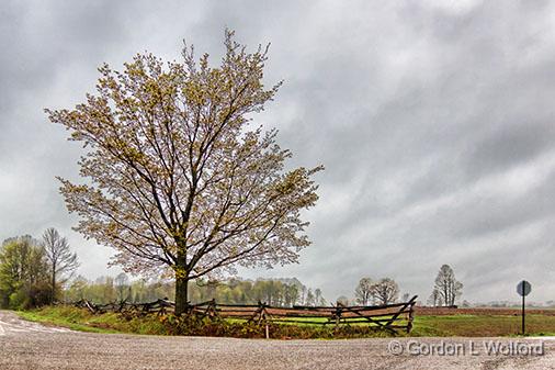 Corner Tree_00237.jpg - Photographed near Lombardy, Ontario, Canada.